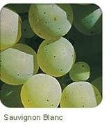 sauvignon blanc