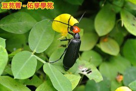 新竹市安親班-獨角仙與鞘翅目(四下自然)