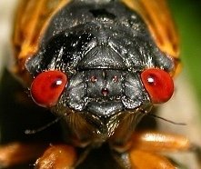 世界上壽命最長的昆蟲-蟬-美國221年一次的「蟬爆日」，13