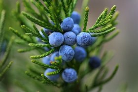 juniper-berries-juniperus-communis.jpg