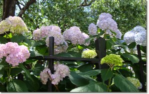 HydrangeaInNY.jpg