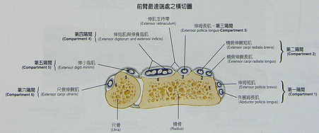 伸肌支持帶.png