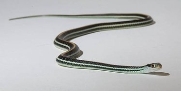 Garter-snake-4556.jpg