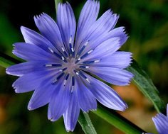 菊苣Chicory2