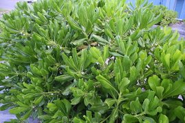 20100711 038.jpg