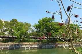 【泰國｜曼谷】曼谷秘境！在市區中最美的公園 Benjakit