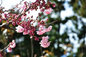 0207清境清靜316.JPG