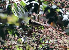 冬至大雪山活潑的鳥兒與松鼠:074A7027冠羽畫眉.JPG