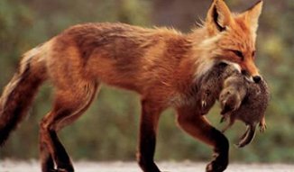 129-RED-FOX-752x440.jpg