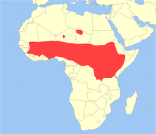 1920px-Papio_anubis_distribution.svg.png