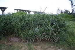 20100711 049.jpg