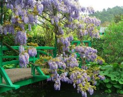 wisteria