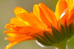 Calendula-officinalis-herb.jpg