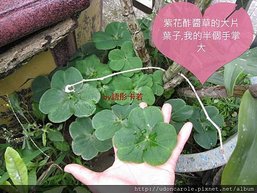 紫花酢醬草的大片葉子.jpg