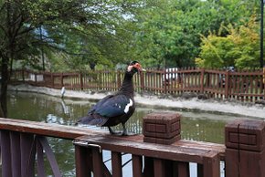 生態池,巧克力雲莊,動物互動