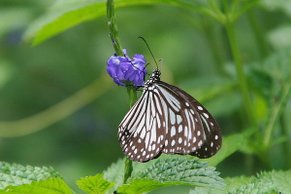 IMG_0958.JPG