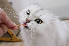 【貓咪零食推薦】適口性超棒! 專為貓咪設計的零食 ♥ 美味Q
