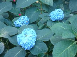 DSC00965.JPG