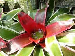 bromeliads.jpg