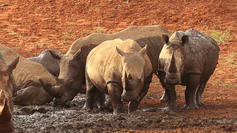 white-rhinoceros-ceratotherium-simum-wallowing-in-mud-at-a-waterhole-south-africa_hmuw1jkv__F0010.png