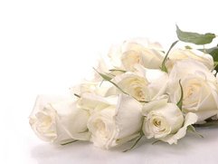 white rose 
