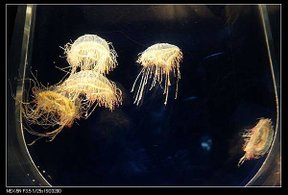 2015.09 osaka (28).jpg