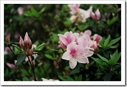 杜鵑花 #2