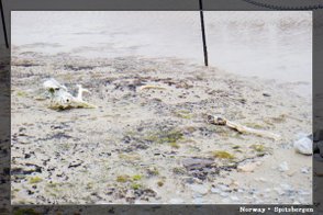 Spitsbergen_whaler.jpg