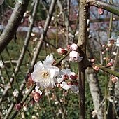IMG_20170207_135702.jpg