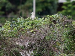 復旦大埤塘周遭的鳥兒:N74A2925夜鷺亞成鳥.JPG