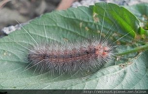 昆蟲綱_鱗翅目_燈蛾科_人紋污燈蛾_竹縣_九芎湖_20130609