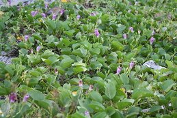 20100711 044.jpg