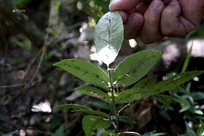 【九棚】鼻頭草原~眺望八瑤灣