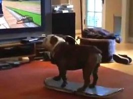 dog.jpg
