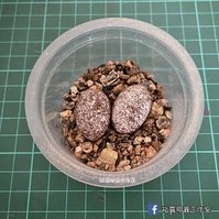 孵蛋步驟_210829_1