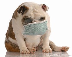 dog-wearing-medical-mask-9961182