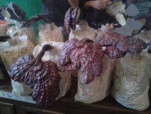 2011-10-30 14.18.58.jpg