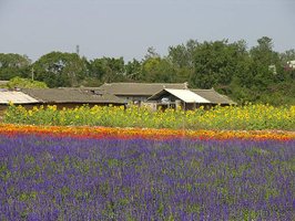 2005年花海