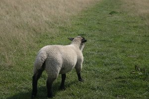 IMG_0021.JPG
