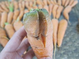 俗稱裂果