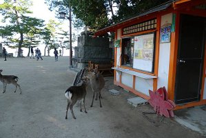這裡的路不可以餵