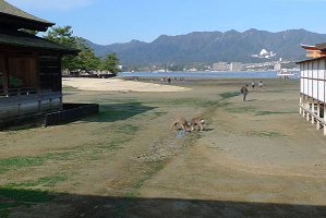 鹿打架