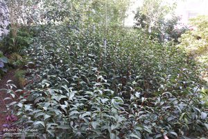 吃茶三千 台中 大英概念店 3樓 茶窖