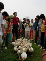 鴨子鴨子