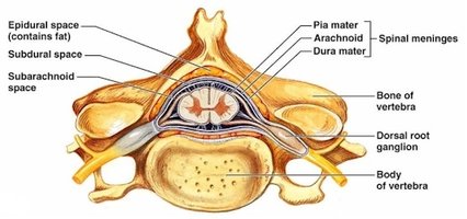 spinal_cord_cross_section3-2.jpg