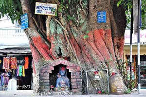 波卡拉(Pokhara)市區菩提樹下的神像