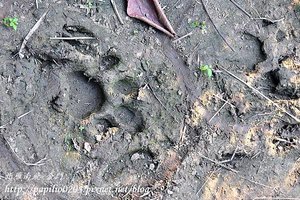 奇旺國家公園(Chitwan National Park)中的孟加拉虎腳印