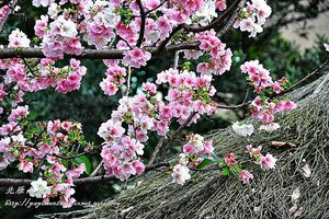 永靜公園櫻花