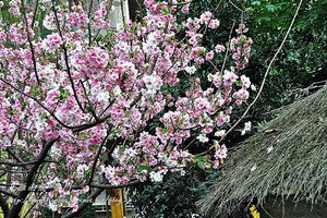 永靜公園櫻花