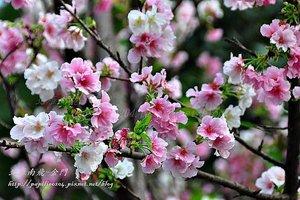 永靜公園櫻花